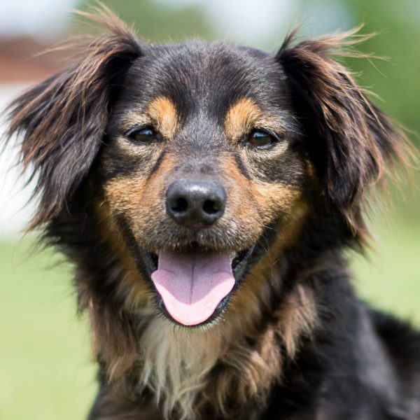 Tierkategorien Senioren