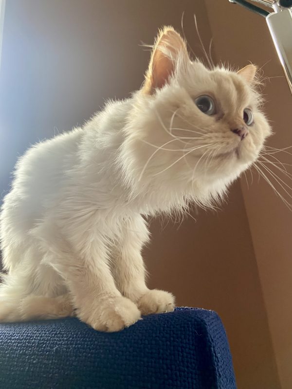 Aladdin (jetzt Alfie)