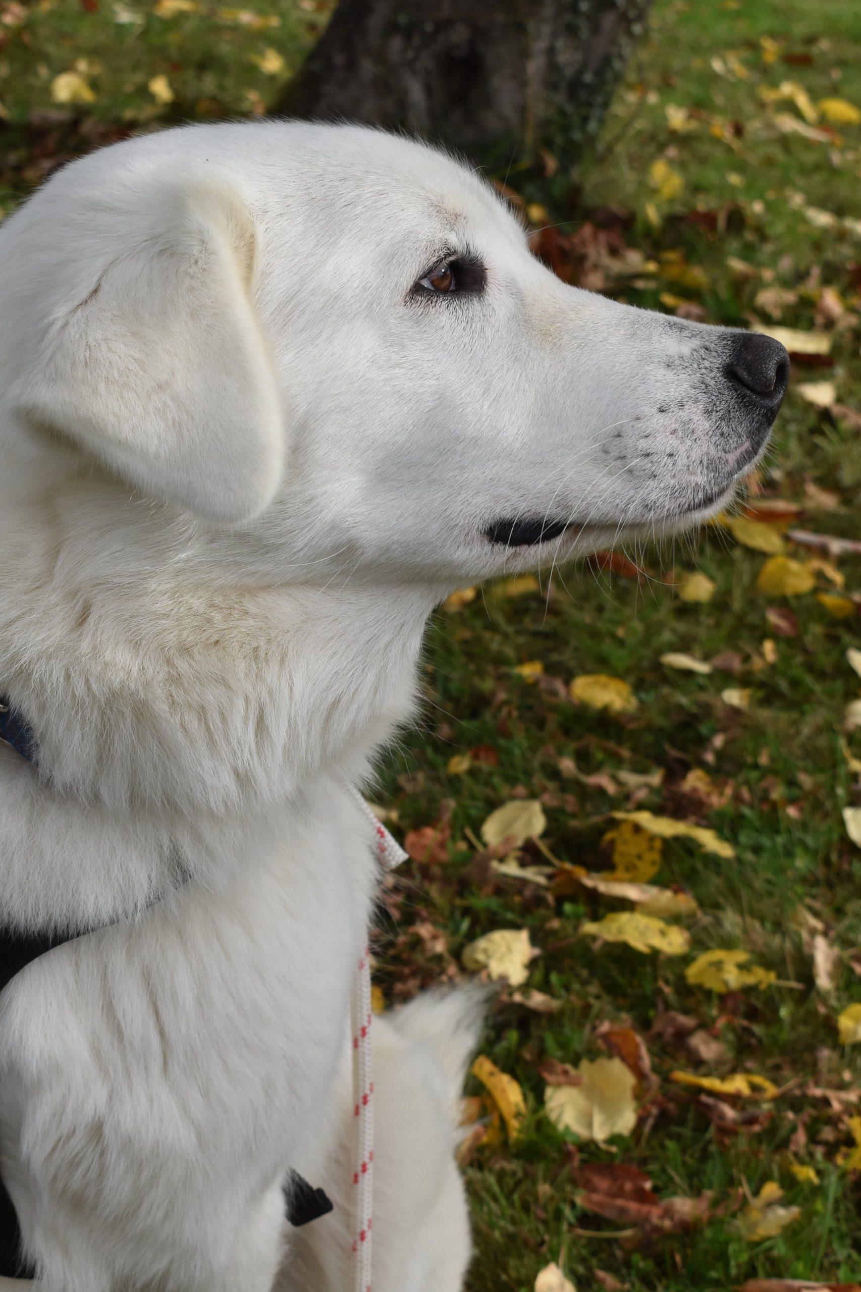 IMG-20251117-WA0020~3