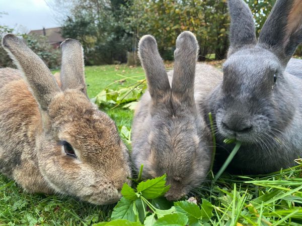 Red und Feder (jetzt Rettich und Feder)