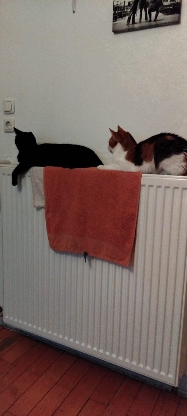 Fillie und Fante (jetzt Sophie und Marie)