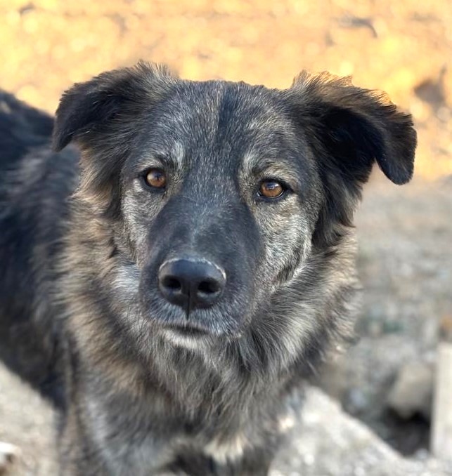 1Stefano 2 Ausschnitt 2 foto1