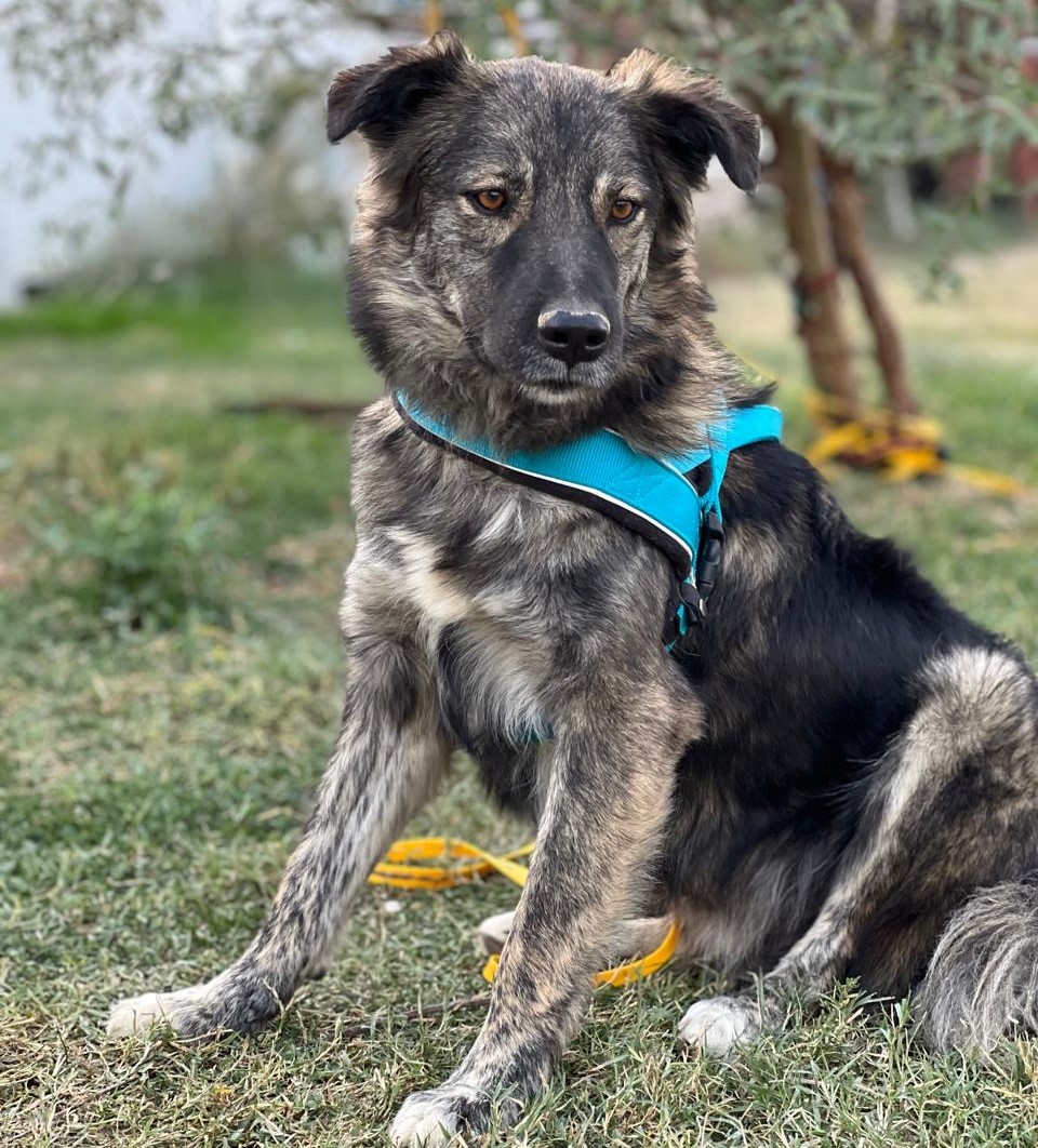 3Stefano 11 Ausschnitt foto(6)