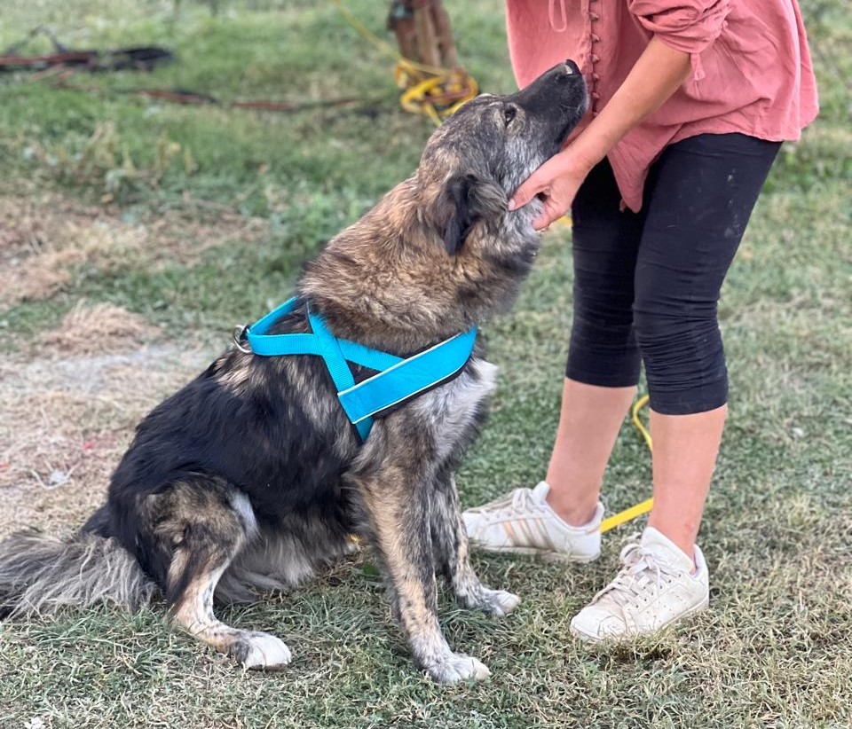 5Stefano 12 Ausschnitt foto(7)