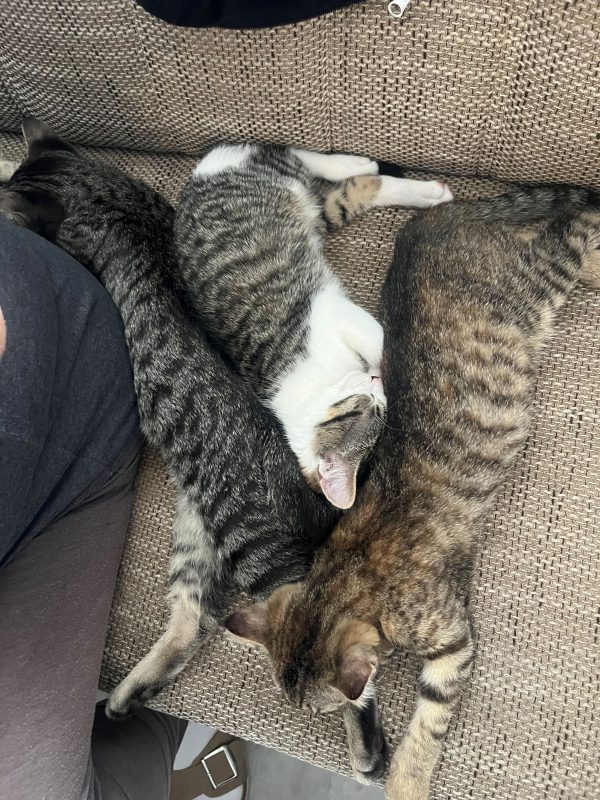 Malu, Meilani und Augustus