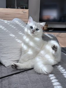 Elsa
