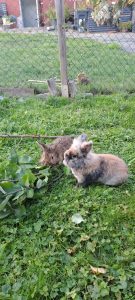 Monica und Bill (jetzt Snickers und Fluffy)