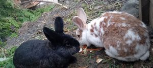 Dr. Jekyll und Mr. Hyde