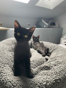 Ferrero und Sarotti (jetzt Elli und Nino)