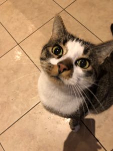 Jimbo (jetzt Odysseus)