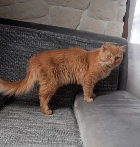 Orazio (jetzt  Fuchur)