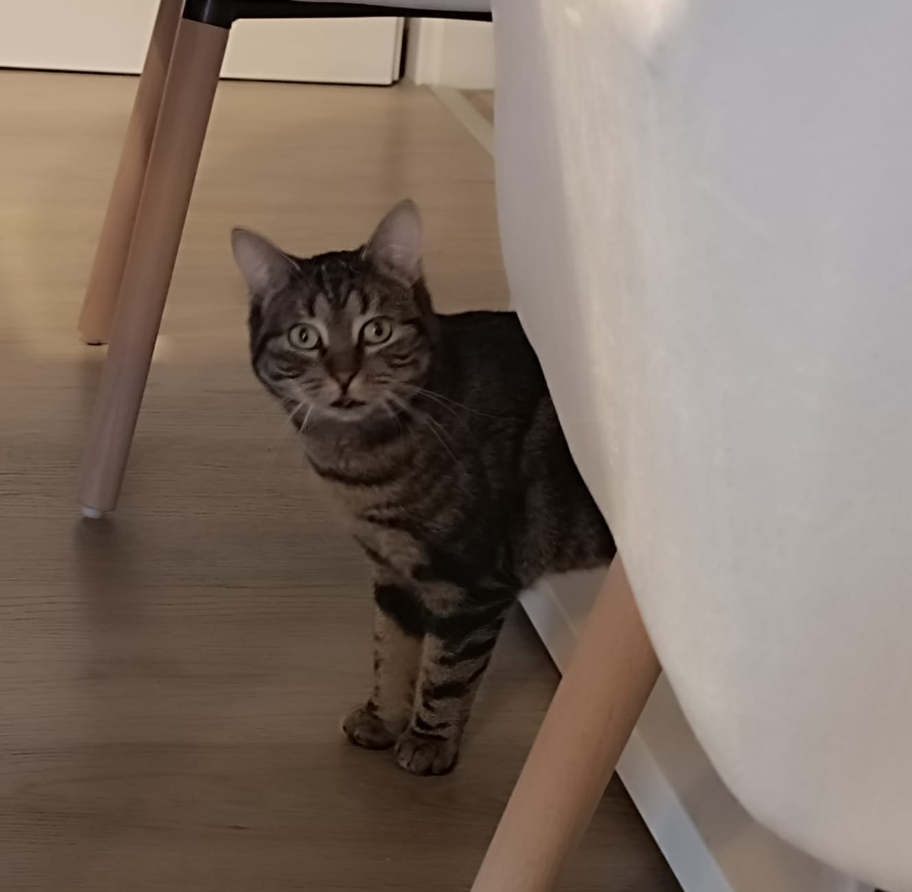 WhatsApp Image 2026-03-23 at 15.17.33(2)