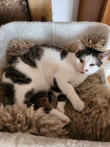 Hydra (jetzt Frieda Socke)