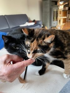 Brunhilde und Teemo
