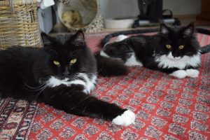 Elwood und Jake