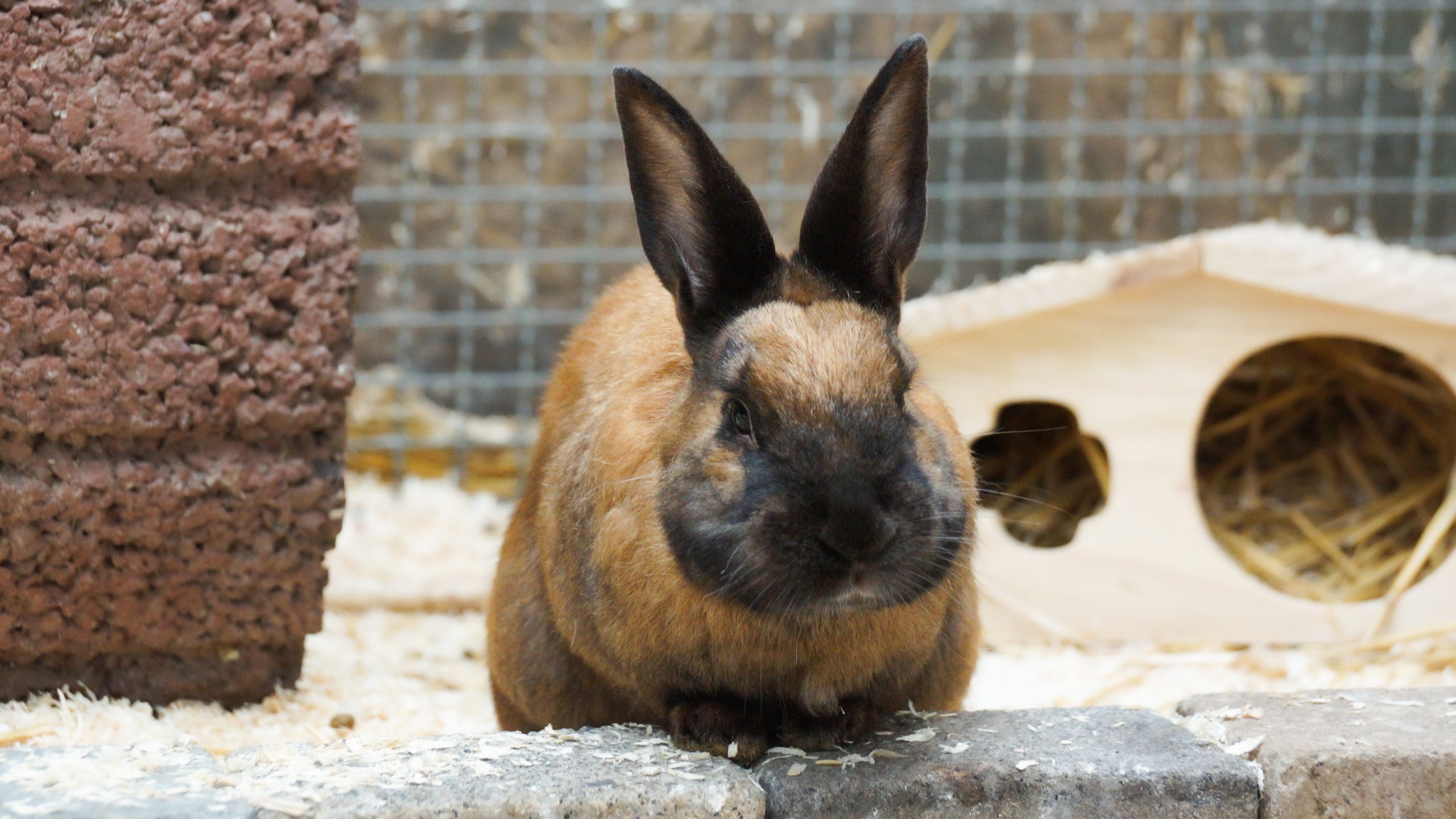 Rabbit