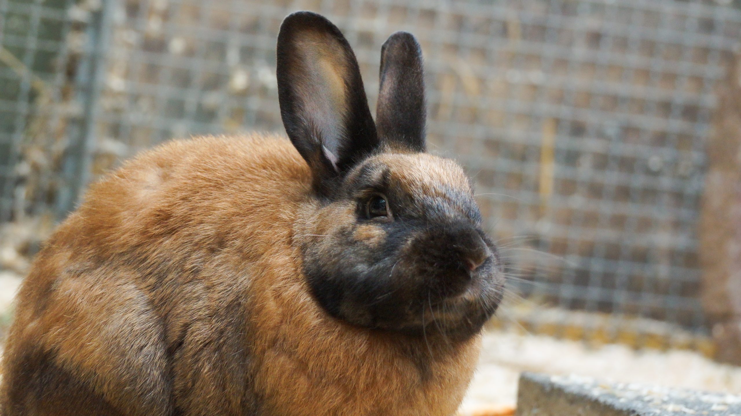 Rabbit