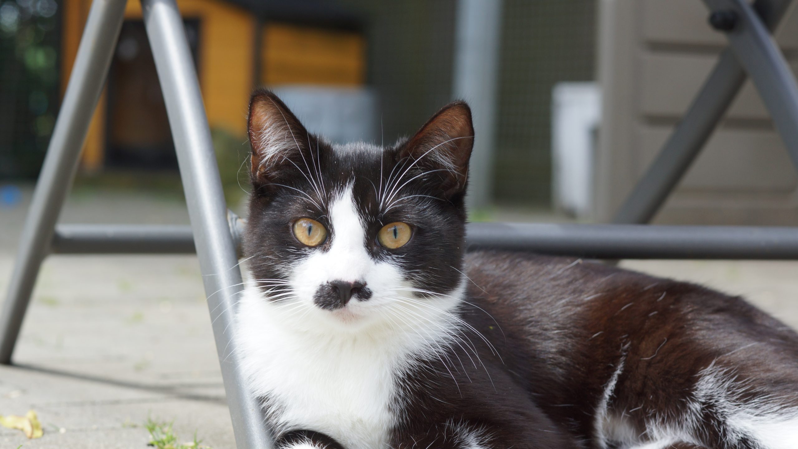 Suki