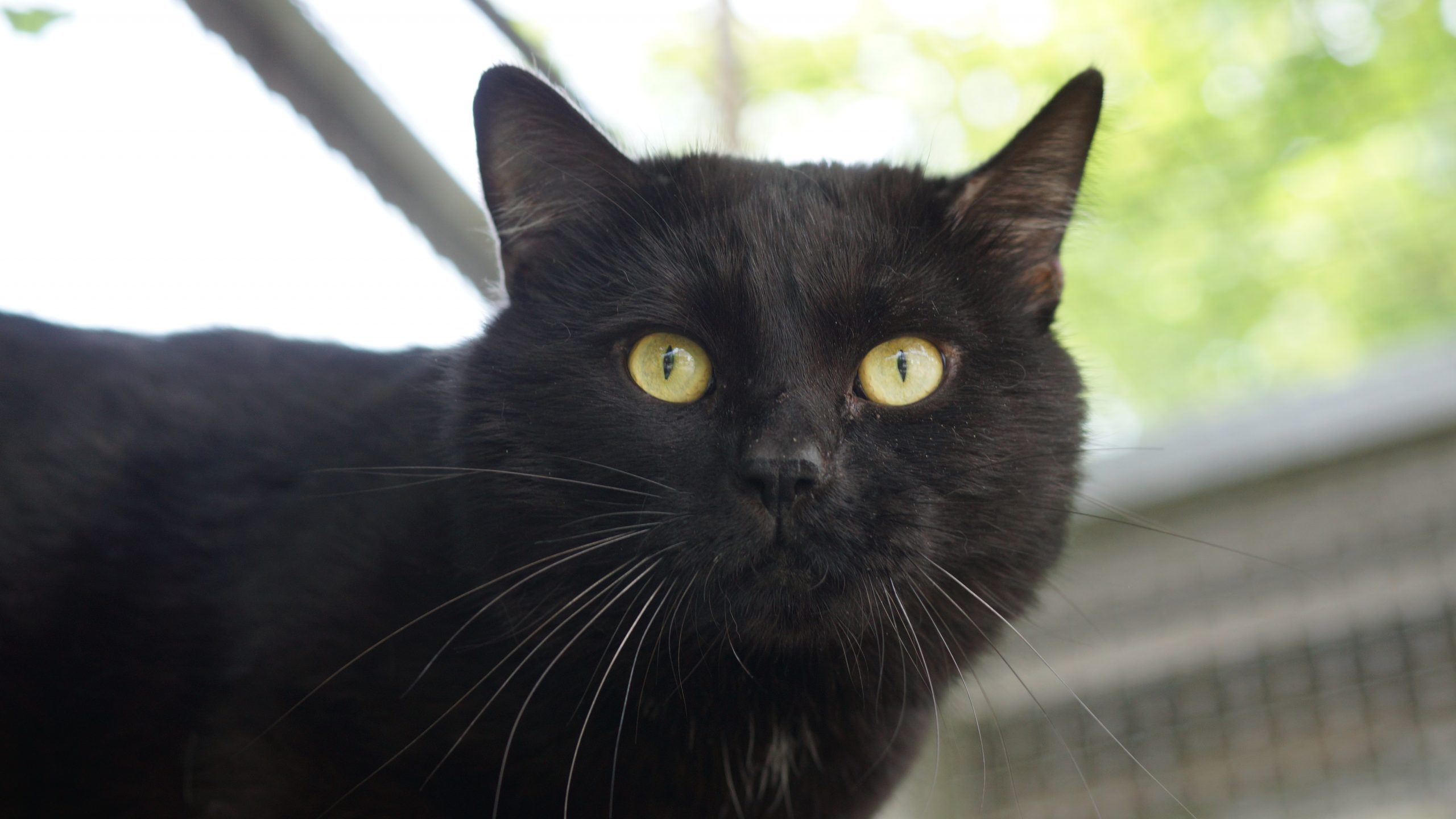 Zorro