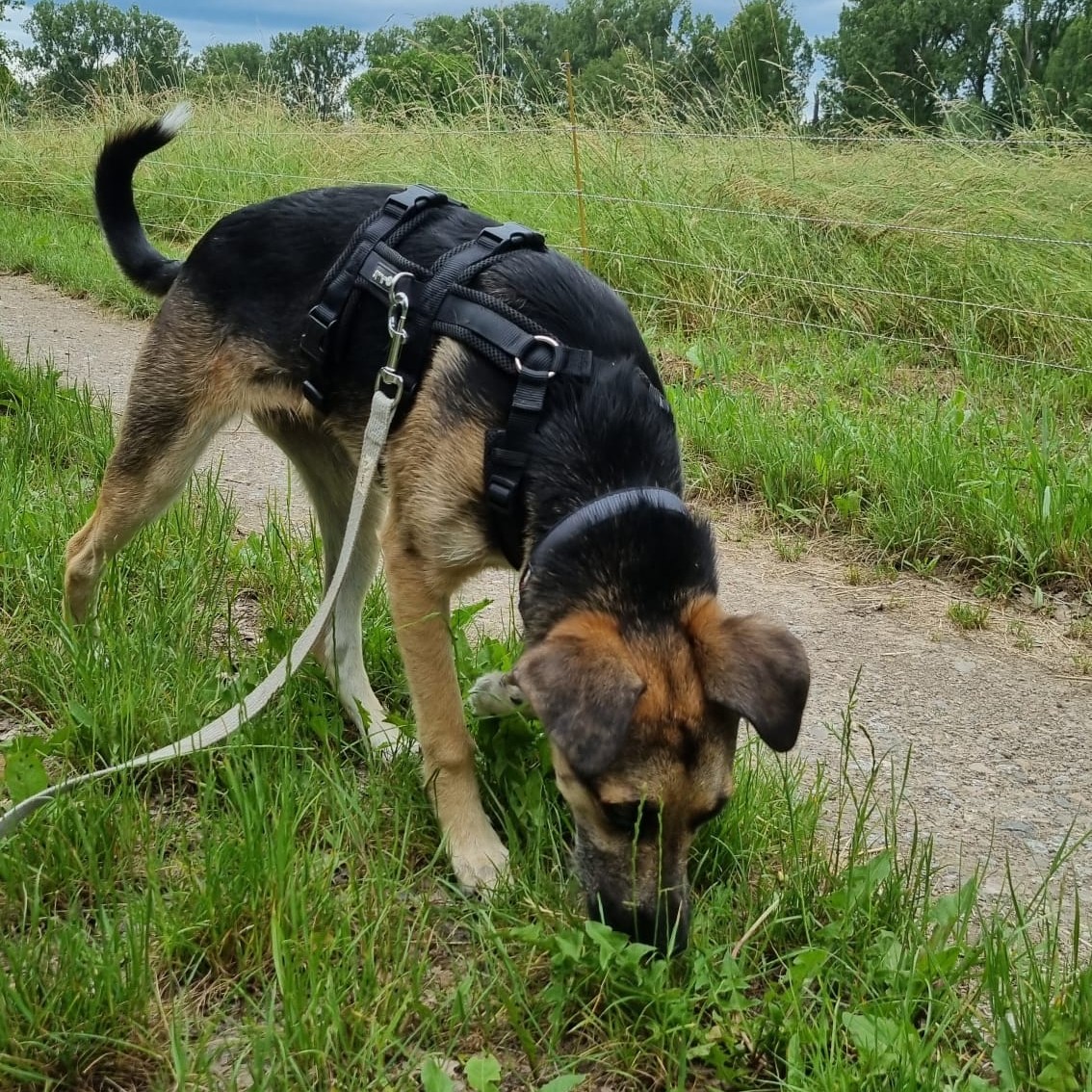 Schätzchen Juni 2026 009