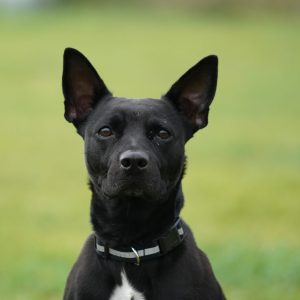 Onyx